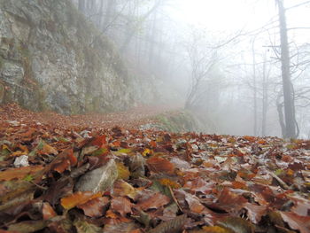 Low angle view of dry leaves on footpath amidst bare trees during foggy weather