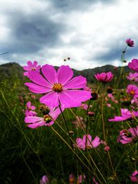 Close-up of pink cosmos flowers blooming on land