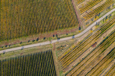 Aerial view of a vineyard plantation in late afternoon lights in europe. drone shot