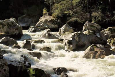 Scenic view of waterfall in forest