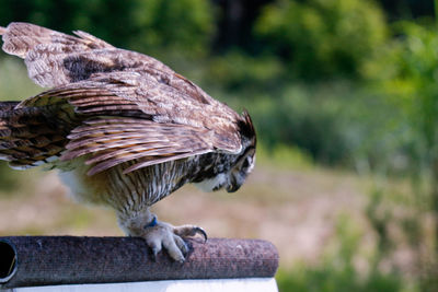 Close-up of owl perching on wood