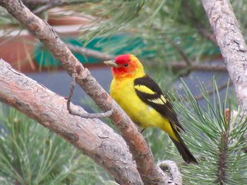Close-up of bird perching on branch
