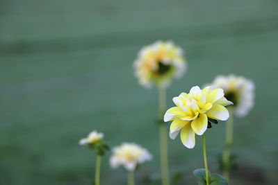 Close-up of yellow flowering plant on field