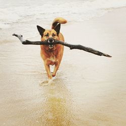Dog holding branch and walking on wet shore