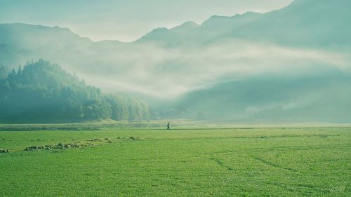 Scenic view of agricultural field against sky