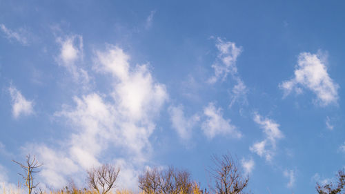 Low angle view of trees against blue sky