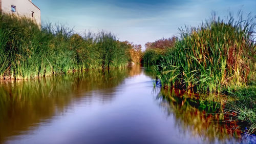 Scenic view of lake by trees against sky