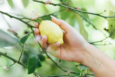 Close-up of cropped hand holding plant