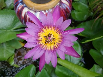 Close-up of purple flowering plant