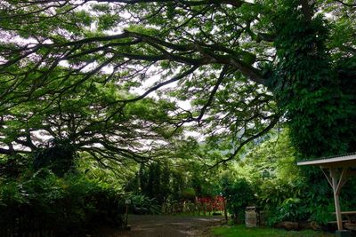 Trees in forest