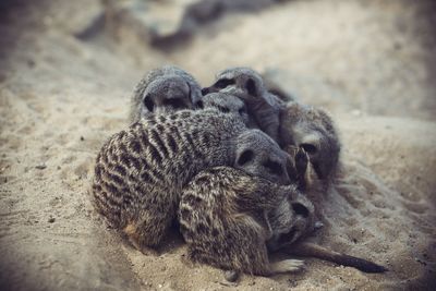 Close-up of a sheep on sand