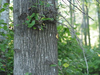 Close-up of tree trunk in forest