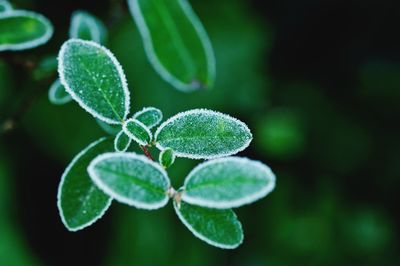 Close-up of fresh green plant