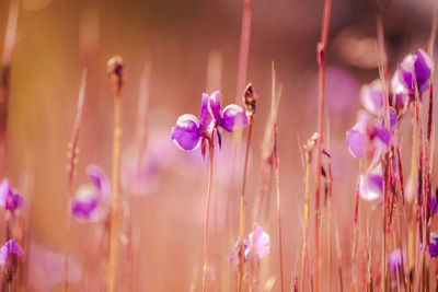 Close-up of purple flowering plants