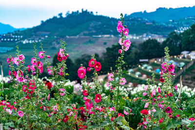 Close-up of pink flowering plants on land