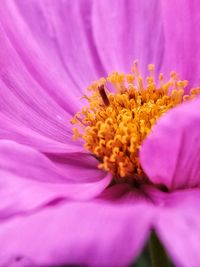 Close-up of pink flower blooming outdoors