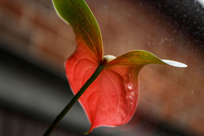 Close-up of red flowering plant