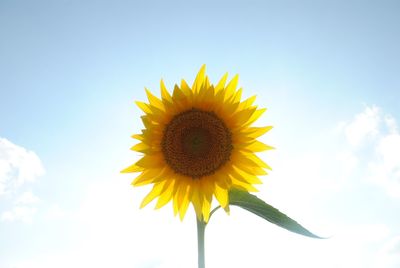 Low angle view of sunflower against clear sky