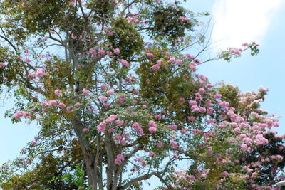 Low angle view of pink flowering tree