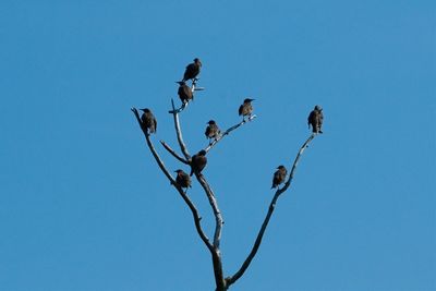 Low angle view of birds perching on tree against clear blue sky