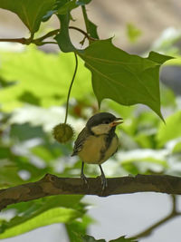 Close-up of bird perching on branch