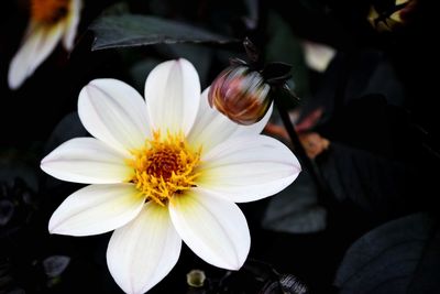 Close-up of flower blooming outdoors