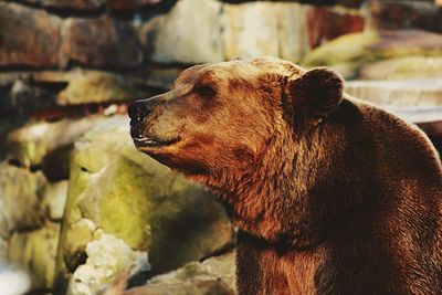 Portrait of bear in zoo