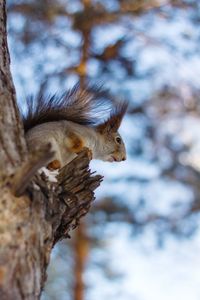 Close-up of squirrel on tree