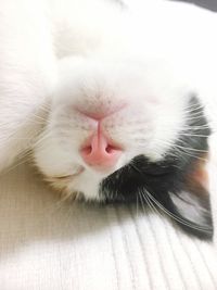 Close-up of cat