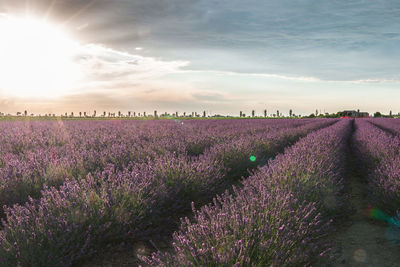 Lavender field and flowers