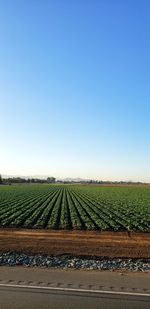 Scenic view of field against clear sky