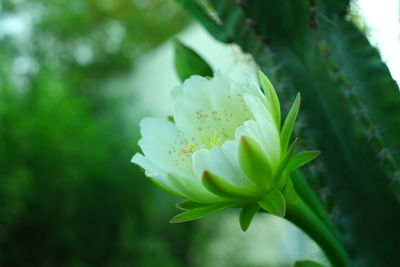 Close-up of white flowering plant