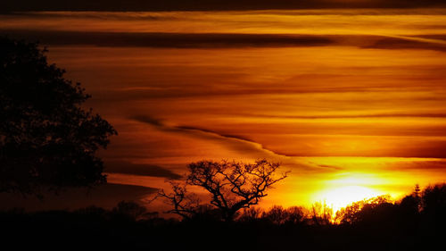 Silhouette of trees against dramatic sky