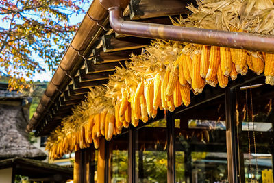 Drying corn on the cob under the eaves