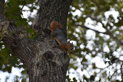 Low angle view of squirrel on tree