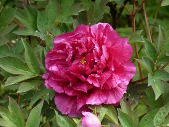 Close-up of pink rose plant