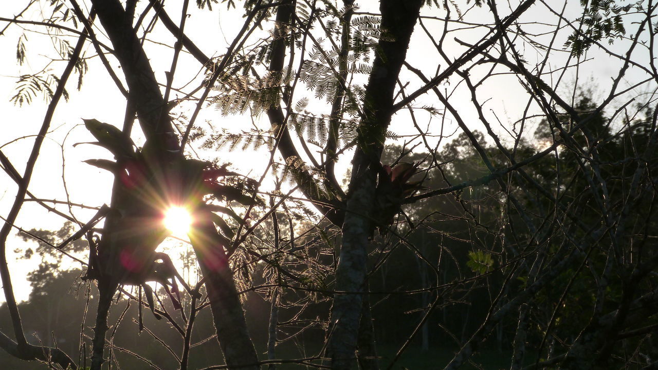 LOW ANGLE VIEW OF SUN STREAMING THROUGH TREE