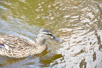 Duck swimming in lake