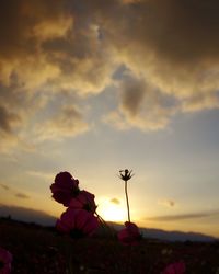 Silhouette flowers against sky during sunset