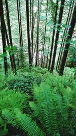 Trees in forest