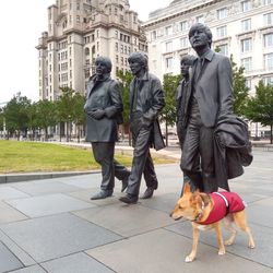 Rear view of man with dog in city