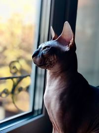 Close-up of a dog looking away