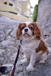 Close-up of king charles cavalier dog 