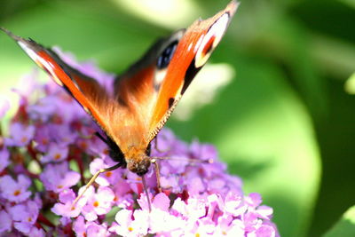 Close-up of butterfly pollinating on pink flower