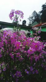 Close-up of pink flowering plant