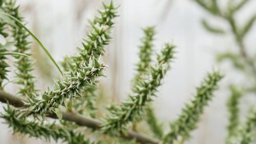 Close-up of plants