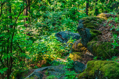 Moss growing on rock in forest