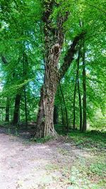 Trees in forest