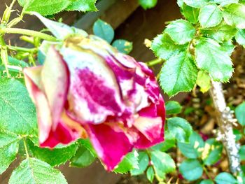 Close-up of pink rose plant