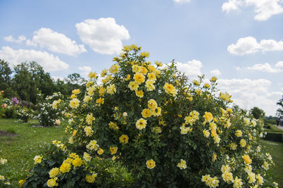 Yellow flowering plants on field against sky